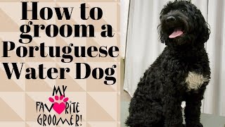 Grooming an almost matted Portuguese Water Dog [upl. by Kelcie213]