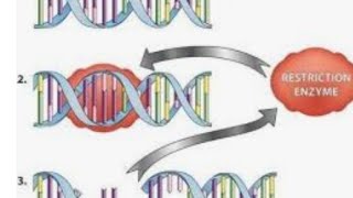 restriction enzyme fragmentation of DNA using restriction endonuclease [upl. by Imaon]