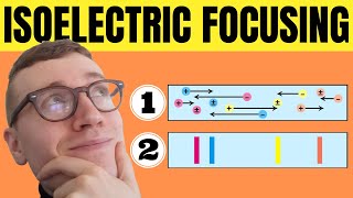 How Does Isoelectric Focusing Work IEF EXPLAINED [upl. by Alansen]