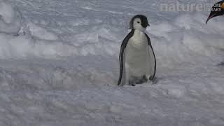 Emperor penguin walking with chick Adelie Land Antarctica [upl. by Haldane211]