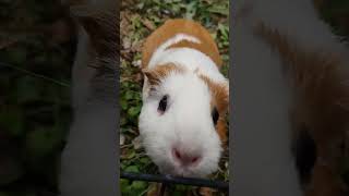 Hammy❤️ cavy pet guineapiglover animals guineapig cute guineapigs animal [upl. by Adin]