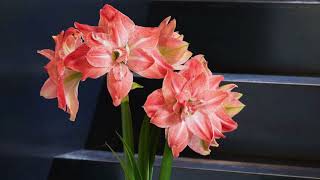 How to Pot up an Amaryllis Bulb [upl. by Siroled]