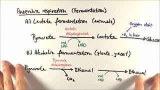 A2 Biology  Anaerobic respiration OCR A Chapter 185 [upl. by Svirad73]