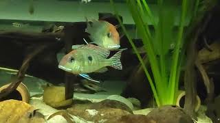 Geophagus pyrocephalus quotRio Tapajosquot WC amp Company 09282024 [upl. by Adiela]