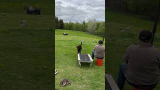 Simulated duckgoose hunt for Libby retrievertraining huntingcompanion huntingdog [upl. by Abocaj]