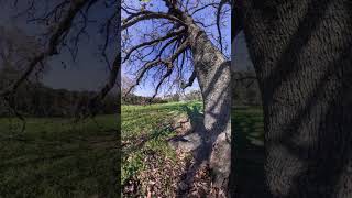 An ancient tree in Villa Doria Pamphilj [upl. by Bronk]