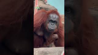 Orangutan Infant For Toledo Zoo [upl. by Imekawulo35]