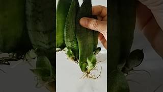 My Snake Plant Babies Growing Nicely 😀 shorts snakeplant plantbabiesyoutubeshorts [upl. by Rowe]