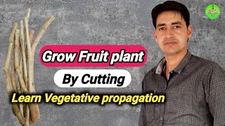 Plant Propagation Method by Cutting  How can grow plant by Cutting  Asexual method [upl. by Aikemahs]