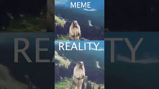 MARMOT SCREAM MEME VS REALITY [upl. by Panther]