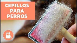 Tipos de cepillos para perros  CUIDADOS Y CONSEJOS con audio [upl. by Geiger]