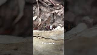 Platybrachus in South Western Australia platybrachus fulgoromorpha hemiptera [upl. by Mayworm]