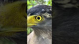 Hawk Eagle Owl Wildlife Animal EagleHawkOwl hawk vs snake Owl vs snake fight Eagle Vs Snake [upl. by Ahsan]