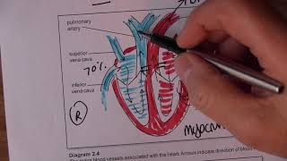 Cardiovascular System 3 Blood circulation [upl. by Allin]