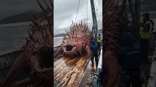 Giant Deep Sea Creature Caught by Fishermen🐙🦑🦀deepseafishing fishingexploration giantseacreature [upl. by Neraj]