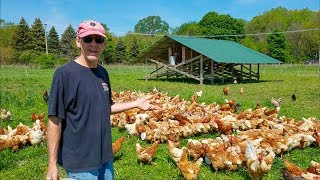 Joel Salatin Style Coops Updated with Best Nest Box [upl. by Anircam220]