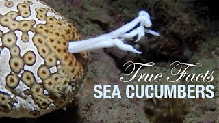 True Facts Sea Cucumbers [upl. by Kazimir]