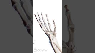 🤚 The Hand A Masterpiece of Anatomy 🤚 anatomy [upl. by Novah]