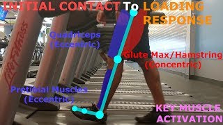 THE PHASES OF WALKING GAIT CYCLE BREAKDOWN [upl. by Stead215]