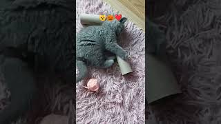 Funny kitten playing with toilet roll cute cat [upl. by Ahsimed]