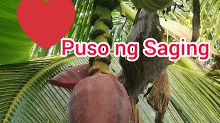 ANG PUSO NG SAGINGSARAP GATAAN [upl. by Naek]