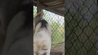 THE HAPPY SALMON DANCE with Ashkii wildalaskansalmon puppy [upl. by Stanislaus]