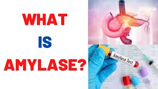 What is Amylase Blood Test Uses Normal Range [upl. by Rehpotsirhc]