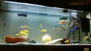 nimbochromis livingstonii feeding [upl. by Loggia123]