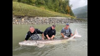 Vissen Canada 302cm steur visreis Cordes Travel steur en zalmvissen Sturgeon Fishing Canada 302cm [upl. by Licec]