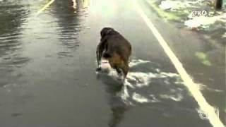 Dog Catches Fish Crossing The Road [upl. by Nogam]