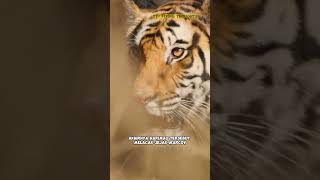 Kenapa harimau pendendam di dunia youtubeshorts shortvideo hewan shortsvideo [upl. by Nov216]