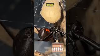 Why Does The Black Widow Eat Its Partner After Mating Shorts amazing animals facts viral [upl. by Whittaker]