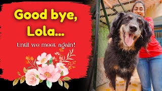 Goodbye Lola  We will miss you forever [upl. by Lemhar]