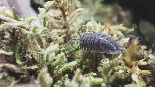 Pill Bugs Feasting on Moss [upl. by Brindle]