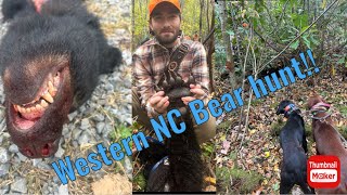 Western NC Bear hunt with hounds [upl. by Anaeli]