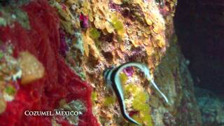 Cozumel Dive preview Santa Rosa Wall Paradise Reef Palancar Tunich [upl. by Naj728]