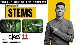 Morphology of Angiosperms Stem 1  Lecture 3  Class 11 Nepal  Easy Explanation with Mnemonics [upl. by Hadlee]