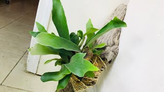 STAGHORN FERNEPIPHYTE ORCHID MOUNTING TUTORIAL [upl. by Ennairac]