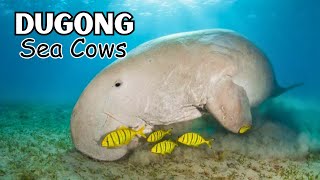 The Dugong The Secretive Sea Cow [upl. by Oyr700]