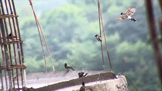 Bulbuls playing [upl. by Farman]