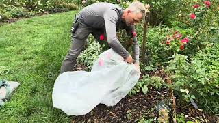 Gardeners Almanac Removing Rose Rosette Disease Infected Plants [upl. by Ellehsim605]