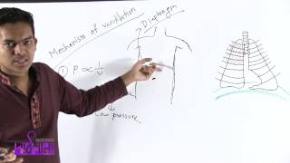 02 Mechanism of Ventilation  প্রশ্বাসনিশ্বাস কার্যক্রম  OnnoRokom Pathshala [upl. by Enileve]