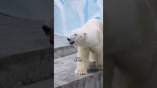 Polar Creatures Masters of the Freeze polar wildlife naturefacts shorts [upl. by Heiskell]