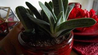 Gasteria Little Warty [upl. by Andri]