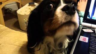 My Cavalier King Charles Spaniel talking to me [upl. by Frazier]