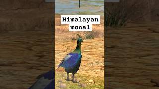 Shooting game  catching Himalayan monal herasChannel gametime88888 [upl. by Aliuqaj]