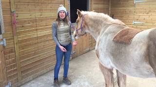 How to perform the Fetlock Mobilisation with your horse [upl. by Monsour]