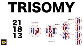 Trisomy 21 18 and 13 amp Nondisjunction Genetics [upl. by Lanie]