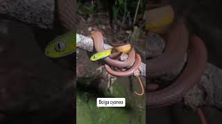 Green Cat Snake  Boiga Cyanea snakesofindia [upl. by Pich]