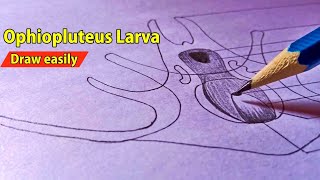 Ophiopluteus larva  How to Draw Ophiopluteus larva Diagram  Larval Forms In Echinodermata [upl. by Llehsram]